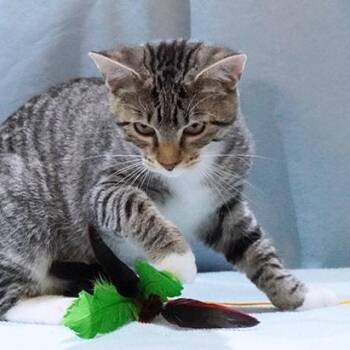 Rescue Domestic Short Hair Cats for Adoption in Maynardville, Tennessee - Teddy | PetCurious