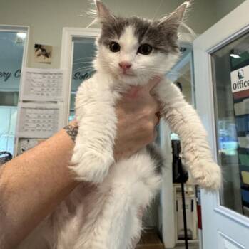 Rescue Domestic Medium Hair Cats for Adoption in Lincoln, California - Cleocatra | PetCurious