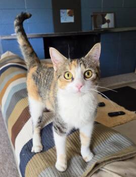 Brixley -  Calico Cat for Adoption in Syracuse, New York - Brixley | PetCurious
