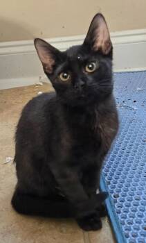 Lenora -  Domestic Short Hair Cat for Adoption in Evans, Georgia - Lenora | PetCurious