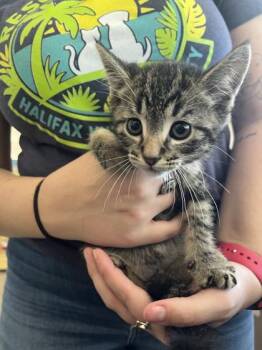 Sawyer -  Domestic Short Hair Cat for Adoption in Daytona Beach, Florida - Sawyer | PetCurious