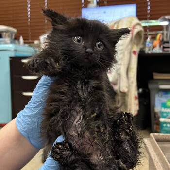 Domestic Short Hair Cats Available for Adoption in Birmingham, Alabama - Victor | PetCurious