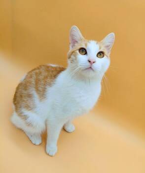 Domestic Short Hair Cats Available for Adoption - Earl  | PetCurious