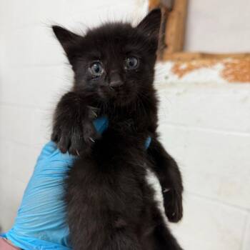 Paper -  Domestic Short Hair Cat for Adoption in Edinburg, Texas - Paper | PetCurious