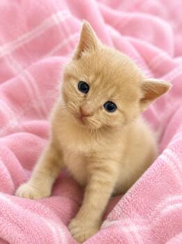 Bean -  Domestic Short Hair Cat for Adoption in Greensboro, North Carolina - Bean | PetCurious