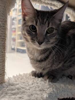 Rescue Tabby Cats for Adoption in Capshaw, Alabama - REDSTONE | PetCurious