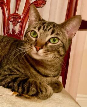 Domestic Short Hair Cats Available for Adoption - Maverick (+ Mason) | PetCurious