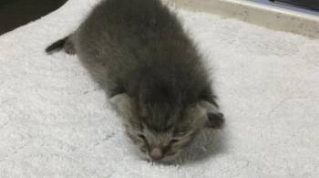 MR TINY -  Domestic Short Hair Cat for Adoption in Riverside, California - MR TINY | PetCurious