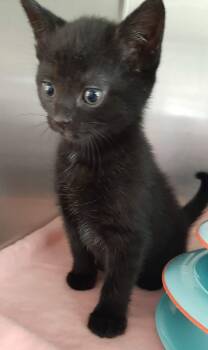 Domestic Short Hair Cats Available for Adoption in Georgetown, Ohio - Mickey | PetCurious