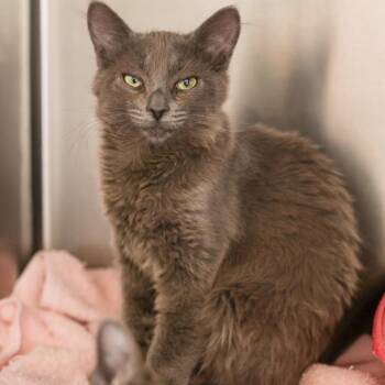 Prudence -  Domestic Short Hair Cat for Adoption in Los Angeles, California - Prudence | PetCurious