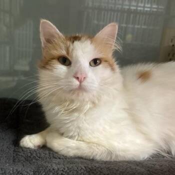 Fozzie -  Domestic Medium Hair Cat for Adoption in Hutchinson, Minnesota - Fozzie | PetCurious