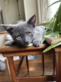 Rescue Domestic Short Hair Cats for Adoption in Hamilton, Ontario - Roo | PetCurious