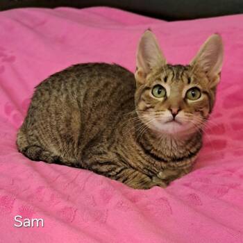 Sam -  Domestic Short Hair Cat for Adoption in Groveland, Massachusetts - Sam | PetCurious