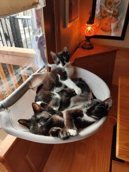 Domestic Short Hair Cats Available for Adoption - **Cat Cafe** Lark | PetCurious