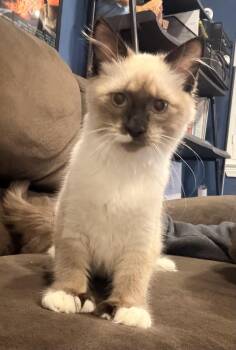 Dawn & Midnight (bonded) -  Siamese and Extra Toes Cat Hemingway Polydactyl Cat for Adoption in Norco, California - Dawn & Midnight (bonded) | PetCurious