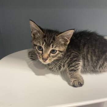 Zelda -  Domestic Short Hair Cat for Adoption in Chattanooga, Tennessee - Zelda | PetCurious