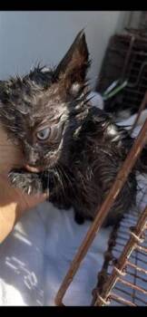 Domestic Short Hair Cats Available for Adoption in Houston, Texas - A655842 | PetCurious