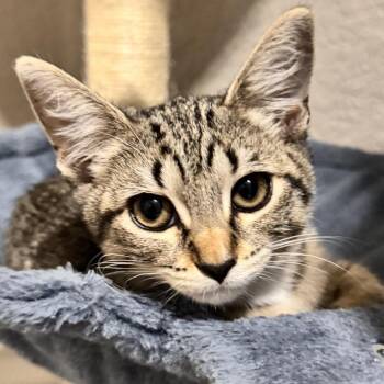 Delete -  Domestic Short Hair Cat for Adoption in Boerne, Texas - Delete | PetCurious