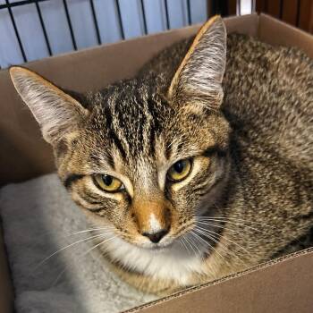 Sam -  Domestic Short Hair Cat for Adoption in Corbin, Kentucky - Sam | PetCurious