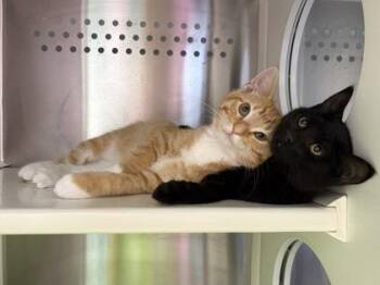 Uncle Baby Billy -  Domestic Short Hair Cat for Adoption in Kansas City, Missouri - Uncle Baby Billy | PetCurious