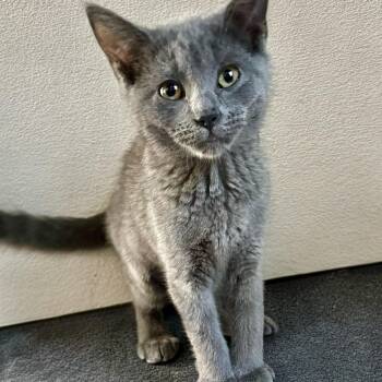Piglet -  Domestic Short Hair Cat for Adoption in Norwalk, Connecticut - Piglet | PetCurious