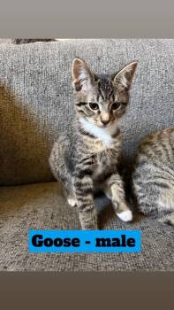 Goose -  Domestic Short Hair Cat for Adoption in Mustang, Oklahoma - Goose | PetCurious