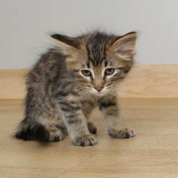 Classical C69558 -  Domestic Short Hair Cat for Adoption in Minnetonka, Minnesota - Classical C69558 | PetCurious