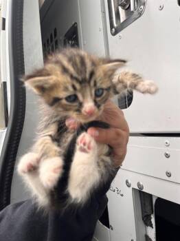 Domestic Short Hair Cats Available for Adoption in Charlotte, North Carolina - TANNER | PetCurious