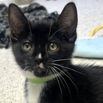 Domestic Short Hair Cats Available for Adoption - Pebble | PetCurious