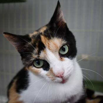 Domestic Short Hair Cats Available for Adoption in Johnson City, Tennessee - Esther | PetCurious