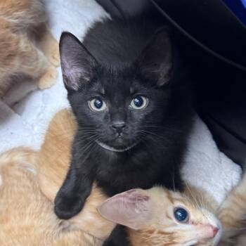 Ghostface 29971 -  Domestic Short Hair Cat for Adoption in Middleburg, Florida - Ghostface 29971 | PetCurious