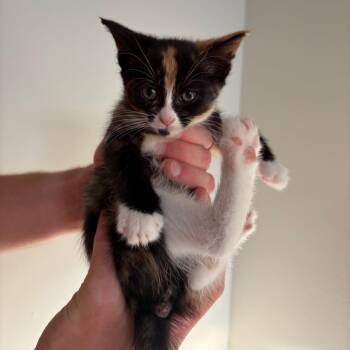 Kat -  Domestic Short Hair Cat for Adoption in Morristown, New Jersey - Kat | PetCurious