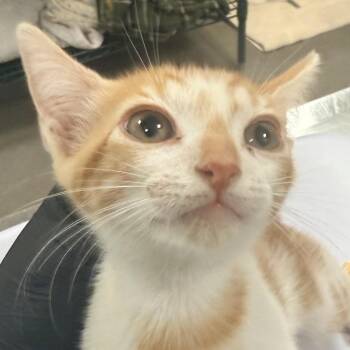 Domestic Short Hair Cats Available for Adoption in Las Cruces, New Mexico - Anise | PetCurious