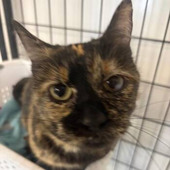 Teddy -  Domestic Short Hair Cat for Adoption in Carroll, Iowa - Teddy | PetCurious