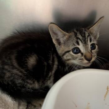 Funky -  Domestic Short Hair Cat for Adoption in Titusville, Florida - Funky | PetCurious