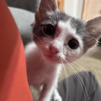 Propane -  Domestic Short Hair Cat for Adoption in Wichita, Kansas - Propane | PetCurious