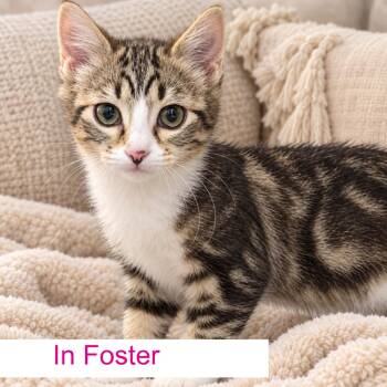 Sola -  Domestic Short Hair Cat for Adoption in Chapel Hill, North Carolina - Sola | PetCurious