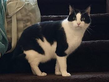 YOGI -  Domestic Short Hair Cat for Adoption in Colorado Springs, Colorado - YOGI | PetCurious