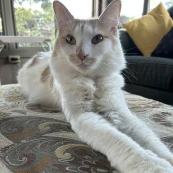 Lyra -  Domestic Long Hair Cat for Adoption in La Grange Park, Illinois - Lyra | PetCurious