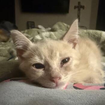 Snoopy -  Domestic Short Hair Cat for Adoption in Liverpool, Texas - Snoopy | PetCurious
