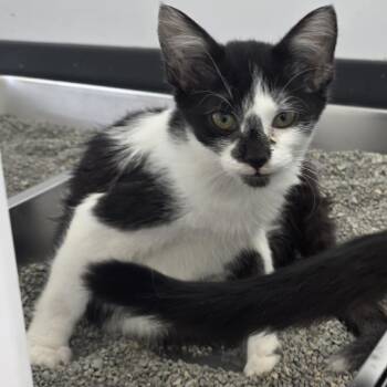 Sunny Side Up -  Domestic Short Hair Cat for Adoption in Fort Wayne, Indiana - Sunny Side Up | PetCurious