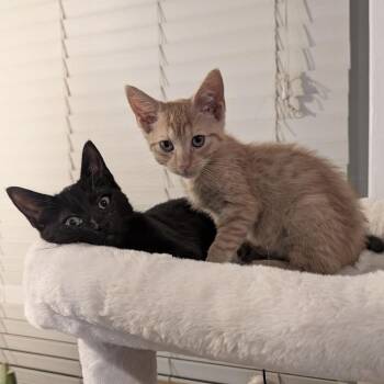 Zora and Zeus -  Domestic Short Hair Cat for Adoption in Miami, Florida - Zora And Zeus | PetCurious
