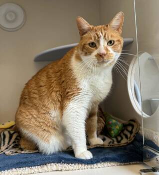 Rooster -  Domestic Short Hair Cat for Adoption in Elizabethtown, New York - Rooster | PetCurious