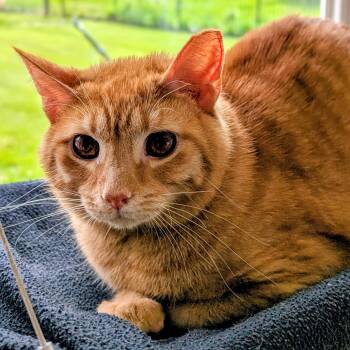 Domestic Short Hair Cats Available for Adoption in Quincy, Ohio - Sanchez | PetCurious