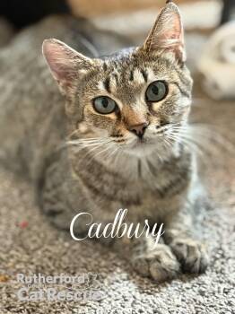 Rescue Domestic Short Hair Cats for Adoption in Murfreesboro, Tennessee - Cadbury | PetCurious