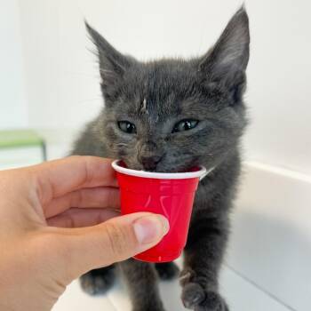 Skeeter -  Domestic Medium Hair Cat for Adoption in Fort Wayne, Indiana - Skeeter | PetCurious