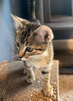 JJ Sneed -  Domestic Short Hair Cat for Adoption in Denver, Colorado - JJ Sneed | PetCurious