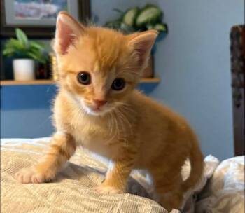 Domestic Short Hair Cats Available for Adoption in Medford, Wisconsin - Widget | PetCurious