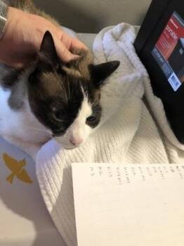 Celeste -  Domestic Short Hair and Siamese Cat for Adoption in Hillsboro, Oregon - Celeste | PetCurious