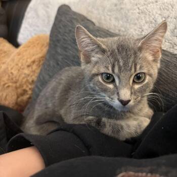 Patrick -  Domestic Short Hair Cat for Adoption in Waynesburg, Pennsylvania - Patrick | PetCurious